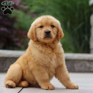 Jesse, Golden Retriever Puppy